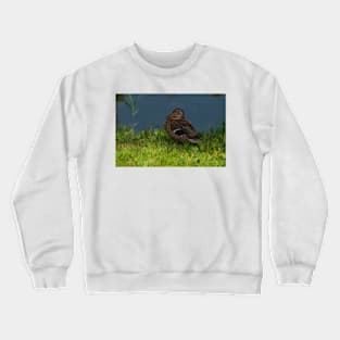 Duck in the grass Crewneck Sweatshirt